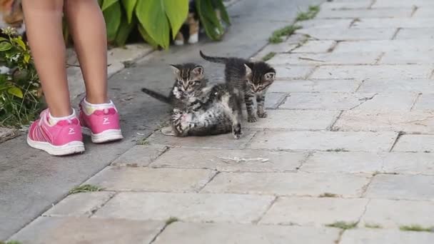 Милі сірі кошенята з маленькою дівчинкою — стокове відео
