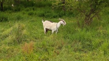 keçi otlatma alanı