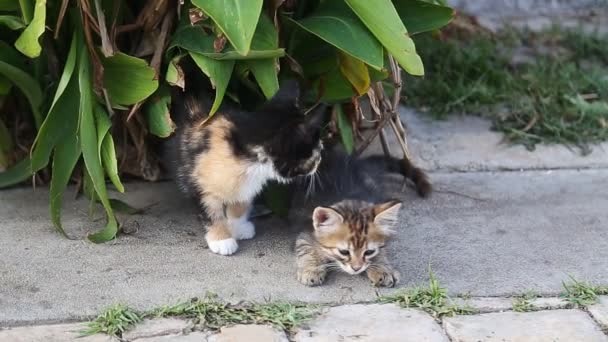 Söt grå kattungar med liten flicka — Stockvideo