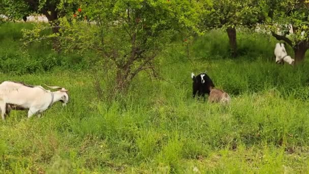 Goats grazing in the field — Stock Video