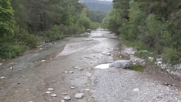 Górska rzeka przepływająca przez zielony las — Wideo stockowe