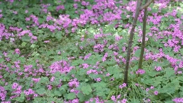 Purpurowe kwiaty tło — Wideo stockowe