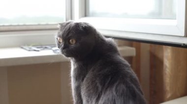 Kedi oturur üzerinde bir pencere pervazına ve seyir