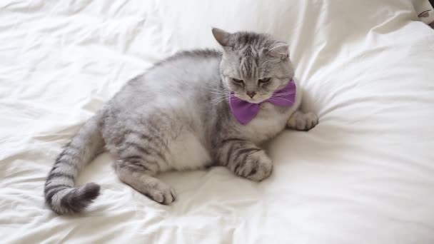 İngilizce kedi bir papyon giyiyor — Stok video