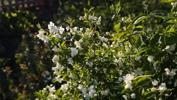 茉莉花 — 图库视频影像