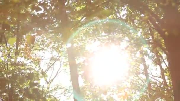 Lever de soleil dans la forêt d'été de printemps — Video