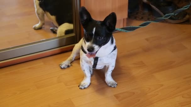 Donne Chiots Males Vendée 85 Gratuit Sur Animoznet
