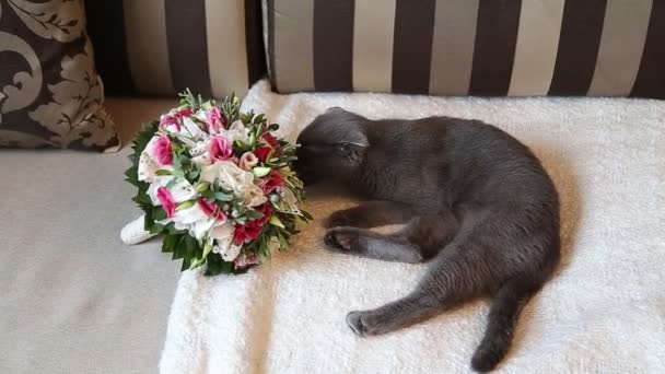 Gatto annusare bouquet weddibg — Video Stock