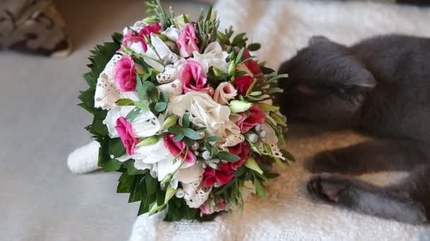 Chat renifler bouquet weddibg — Video