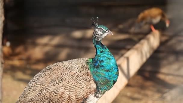 Un paon mâle est assis sur une clôture en bois 