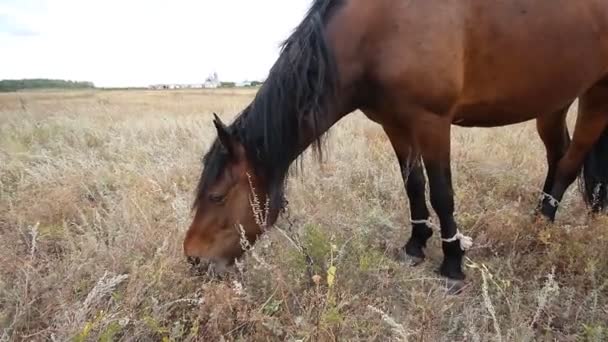 Cheval manger de l'herbe sur le terrain à l'heure d'été 