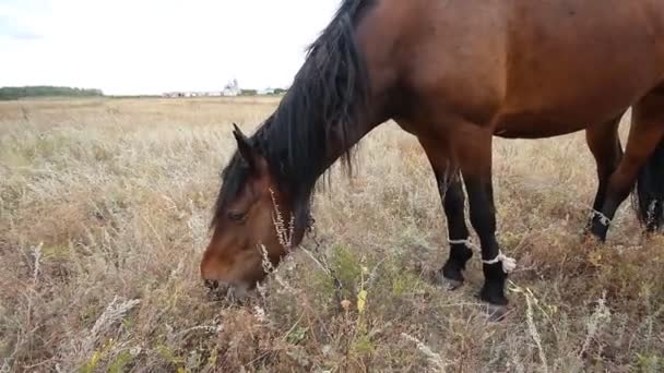 Koń jedzący trawę na polu w okresie letnim — Wideo stockowe