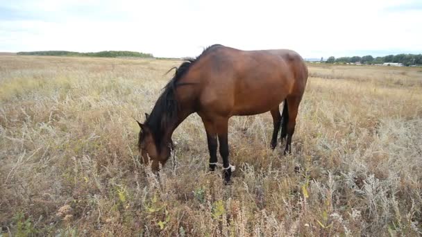 Cavalo comendo grama no campo na hora de verão — Vídeo de Stock