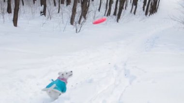 Köpek oyuncak alma