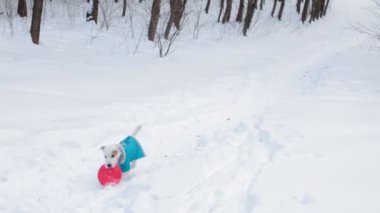 Köpek oyuncak alma