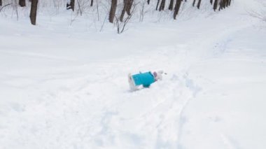 Köpek oyuncak alma