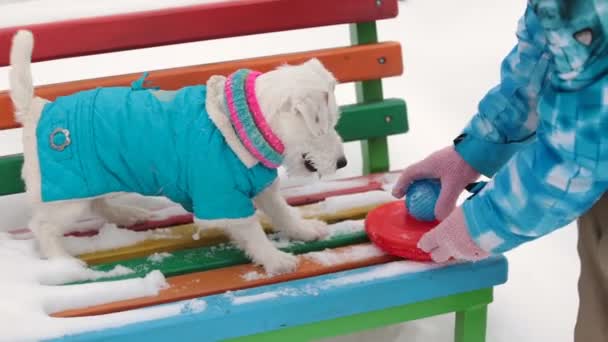 Perro recuperando un juguete — Vídeos de Stock