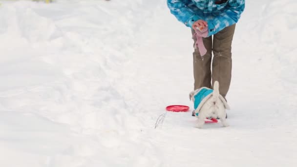 Hund holt Spielzeug — Stockvideo