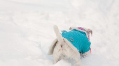 Köpek oyuncak alma