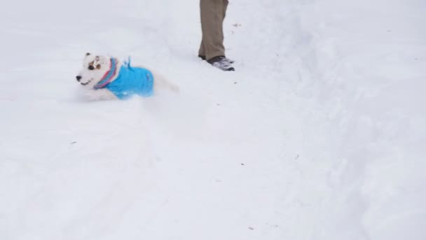 Chien récupérant un jouet — Video