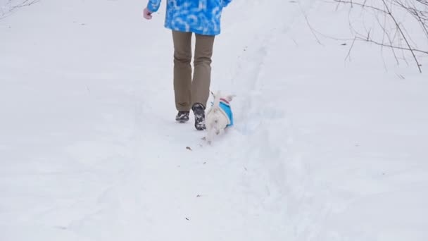 Dog retrieving a toy — Stock Video