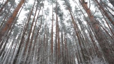 Kış kozalaklı ormanları