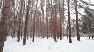 Kış kozalaklı ormanları