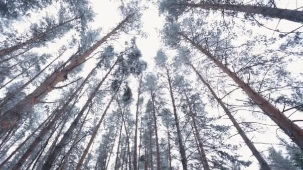 Floresta de coníferas de inverno — Vídeo de Stock