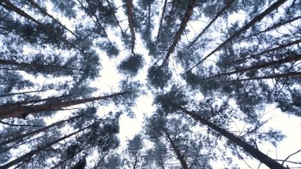 Floresta de coníferas de inverno — Vídeo de Stock