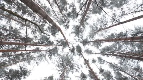 Foresta invernale di conifere — Video Stock