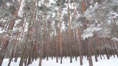 Kış kozalaklı ormanları