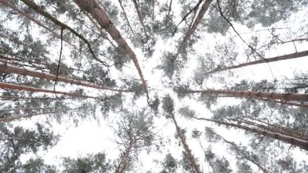 Foresta invernale di conifere — Video Stock