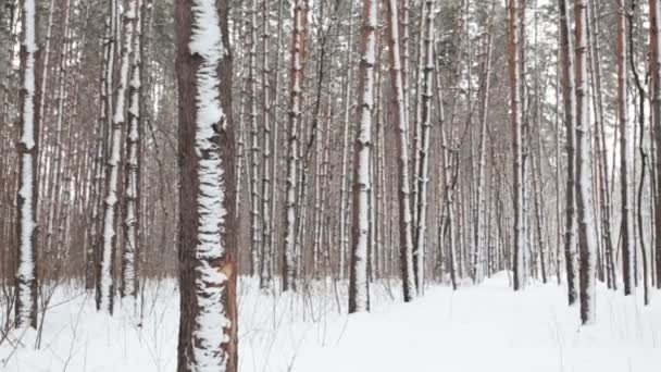 Forêt de conifères d'hiver — Video