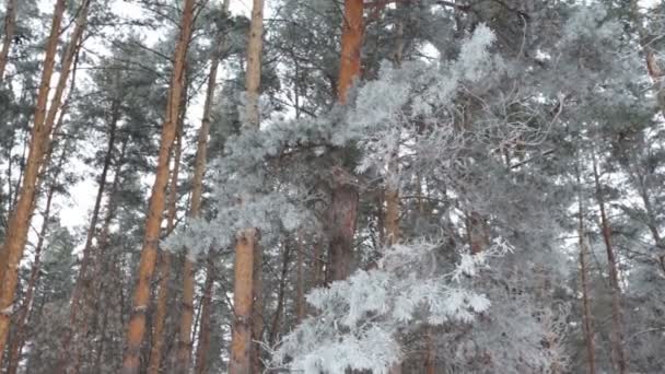 Зимние хвойные леса — стоковое видео