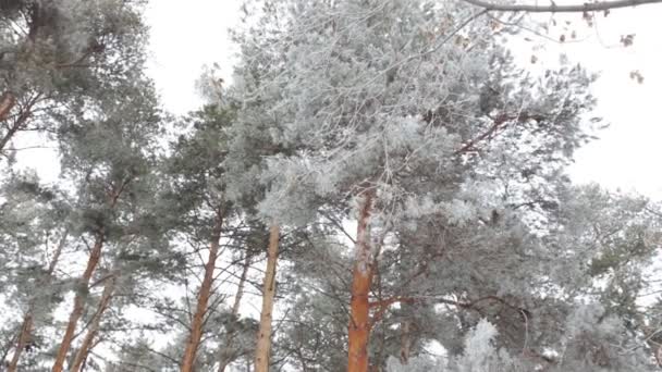 Zimowy las iglasty — Wideo stockowe