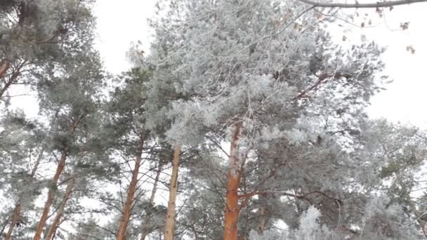 Floresta de coníferas de inverno — Vídeo de Stock