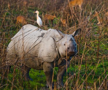 Portrait of Indian rhinoceroses clipart