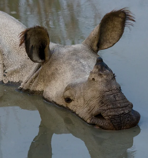 Portrait de rhinocéros indien — Photo