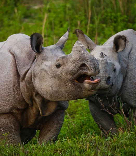 Дві індійські носорогів — стокове фото