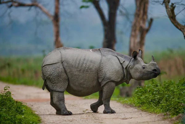 Portret van Indiase neushoorn — Stockfoto