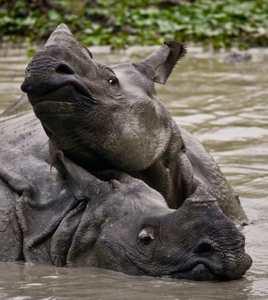 Portrait of Indian rhinoceroses — Stock Photo, Image