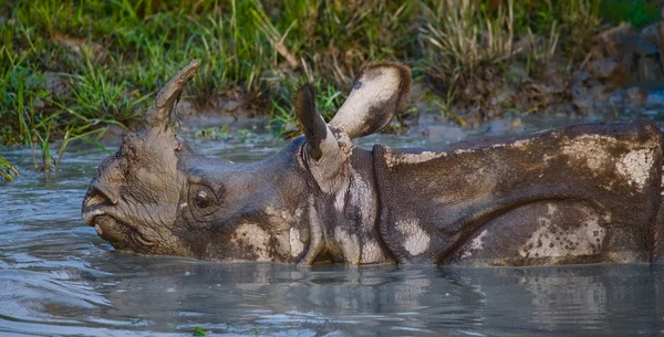 Un rhinocéros indien — Photo