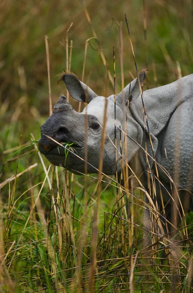 Portrait de rhinocéros indien — Photo