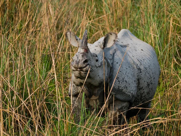 Retrato de rinoceronte indio — Foto de Stock