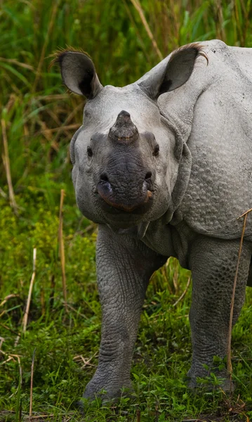 Πορτρέτο του Ινδικός Ρινόκερος — Φωτογραφία Αρχείου