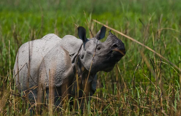 大印度犀牛 — 图库照片