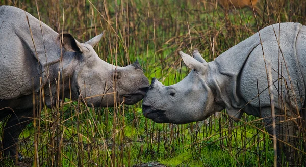 Portrait de rhinocéros indiens — Photo