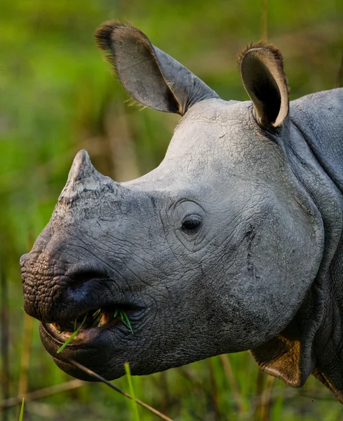 Portrait of Indian rhinoceros — Stock Photo, Image