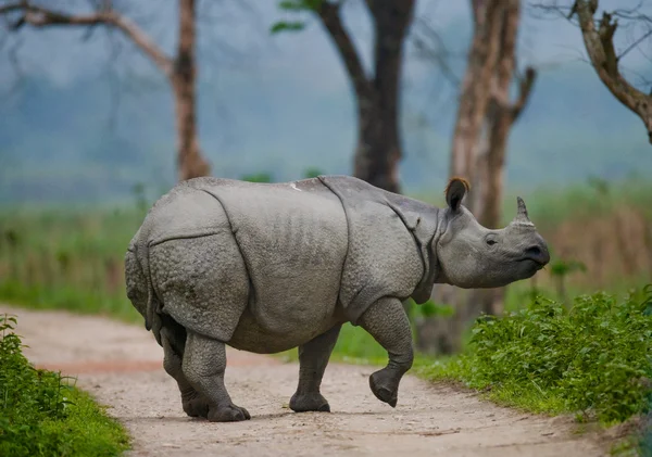 Portret van Indiase neushoorn — Stockfoto