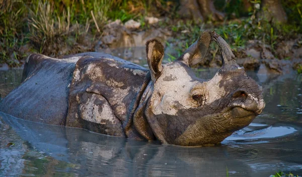 One Indian rhinoceros — Stock Photo, Image